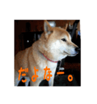 柴犬ぶぅ。。（個別スタンプ：10）
