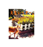 柴犬ぶぅ。。（個別スタンプ：11）