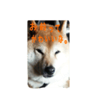 柴犬ぶぅ。。（個別スタンプ：12）