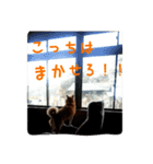 柴犬ぶぅ。。（個別スタンプ：14）
