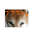 柴犬ぶぅ。。（個別スタンプ：15）