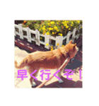 柴犬ぶぅ。。（個別スタンプ：16）