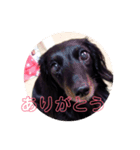 愛犬ブラックタン（個別スタンプ：1）