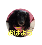 愛犬ブラックタン（個別スタンプ：2）