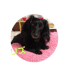 愛犬ブラックタン（個別スタンプ：3）