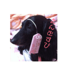 愛犬ブラックタン（個別スタンプ：4）