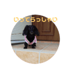 愛犬ブラックタン（個別スタンプ：5）
