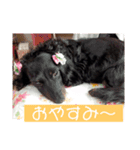 愛犬ブラックタン（個別スタンプ：6）