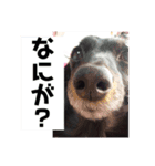愛犬ブラックタン（個別スタンプ：7）