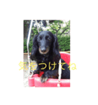 愛犬ブラックタン（個別スタンプ：8）