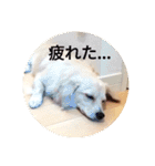 日常で使える犬のスタンプ（個別スタンプ：4）