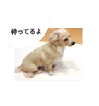 日常で使える犬のスタンプ（個別スタンプ：6）