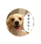 日常で使える犬のスタンプ（個別スタンプ：8）