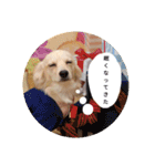 日常で使える犬のスタンプ（個別スタンプ：10）