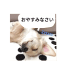 日常で使える犬のスタンプ（個別スタンプ：11）