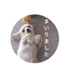 日常で使える犬のスタンプ（個別スタンプ：14）