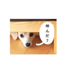 日常で使える犬のスタンプ（個別スタンプ：17）