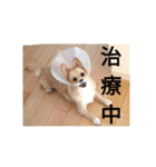 日常で使える犬のスタンプ（個別スタンプ：18）