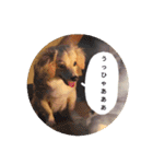 日常で使える犬のスタンプ（個別スタンプ：22）