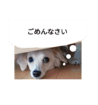 日常で使える犬のスタンプ（個別スタンプ：23）