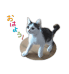 にゃんズすたんぷ - かわいい猫の家族たち（個別スタンプ：1）