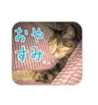 にゃんズすたんぷ - かわいい猫の家族たち（個別スタンプ：2）