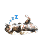にゃんズすたんぷ - かわいい猫の家族たち（個別スタンプ：3）