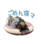 にゃんズすたんぷ - かわいい猫の家族たち（個別スタンプ：4）