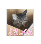 にゃんズすたんぷ - かわいい猫の家族たち（個別スタンプ：5）