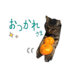 にゃんズすたんぷ - かわいい猫の家族たち（個別スタンプ：6）