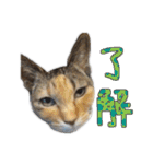 にゃんズすたんぷ - かわいい猫の家族たち（個別スタンプ：9）