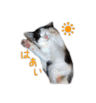 にゃんズすたんぷ - かわいい猫の家族たち（個別スタンプ：10）