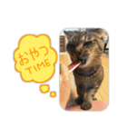 にゃんズすたんぷ - かわいい猫の家族たち（個別スタンプ：11）