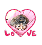 にゃんズすたんぷ - かわいい猫の家族たち（個別スタンプ：12）