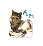 にゃんズすたんぷ - かわいい猫の家族たち（個別スタンプ：13）