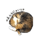 にゃんズすたんぷ - かわいい猫の家族たち（個別スタンプ：14）