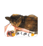 にゃんズすたんぷ - かわいい猫の家族たち（個別スタンプ：15）