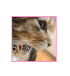 にゃんズすたんぷ - かわいい猫の家族たち（個別スタンプ：16）
