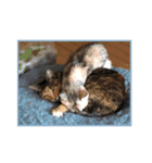 にゃんズすたんぷ - かわいい猫の家族たち（個別スタンプ：17）