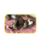 にゃんズすたんぷ - かわいい猫の家族たち（個別スタンプ：20）