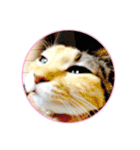 にゃんズすたんぷ - かわいい猫の家族たち（個別スタンプ：21）