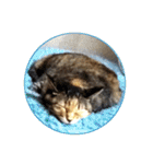 にゃんズすたんぷ - かわいい猫の家族たち（個別スタンプ：23）