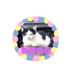 猫まみれ色々だニャン（個別スタンプ：2）