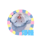 猫まみれ色々だニャン（個別スタンプ：3）