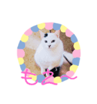 猫まみれ色々だニャン（個別スタンプ：4）