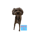 ゴディバ（個別スタンプ：1）