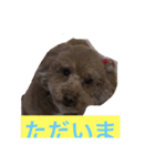 ゴディバ（個別スタンプ：4）
