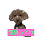ゴディバ（個別スタンプ：5）