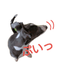 我が家の愛犬カイト（個別スタンプ：2）