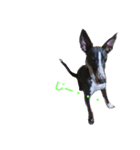 我が家の愛犬カイト（個別スタンプ：3）